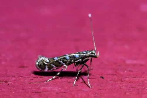 Réf. 346 887 : Parectopa ononidis